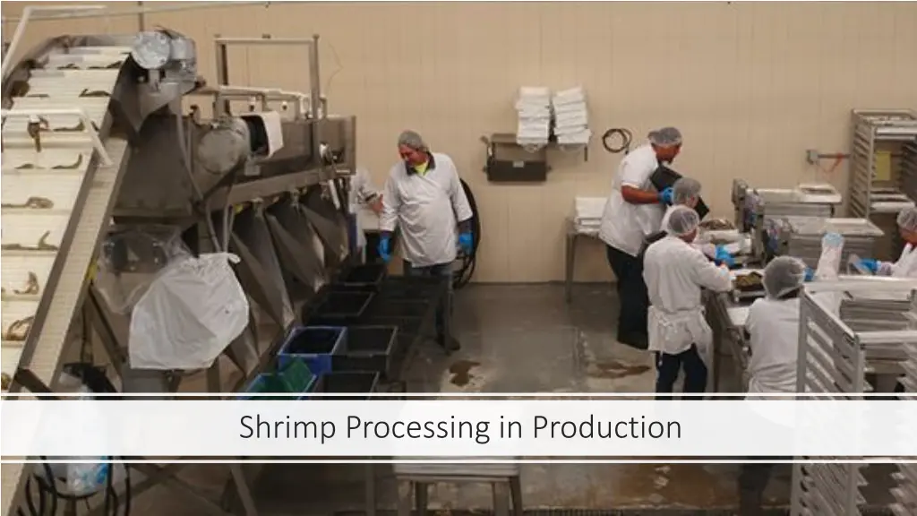 shrimp processing in production