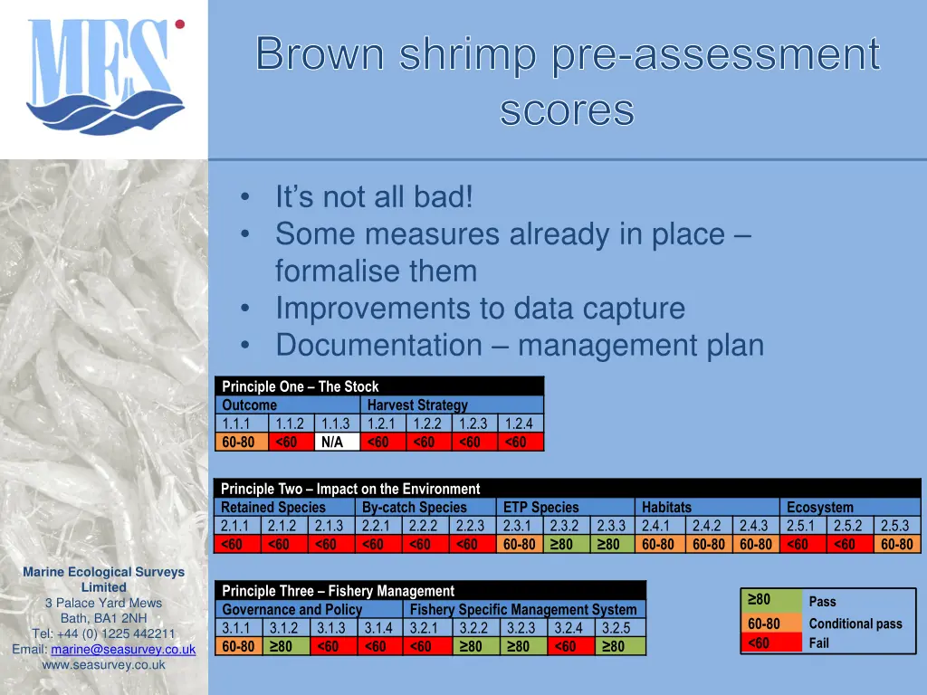 brown shrimp pre assessment scores 1