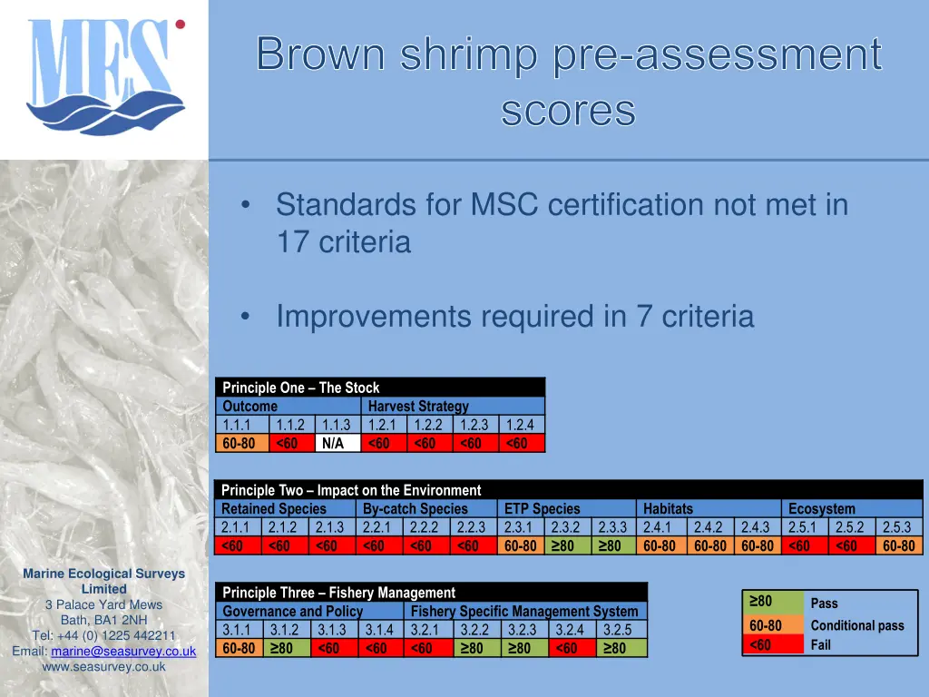 brown shrimp pre assessment scores