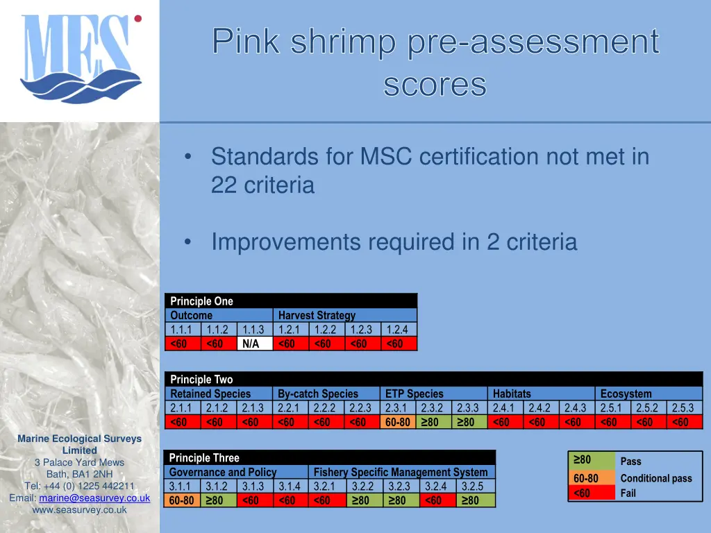 pink shrimp pre assessment scores