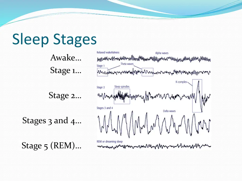 sleep stages