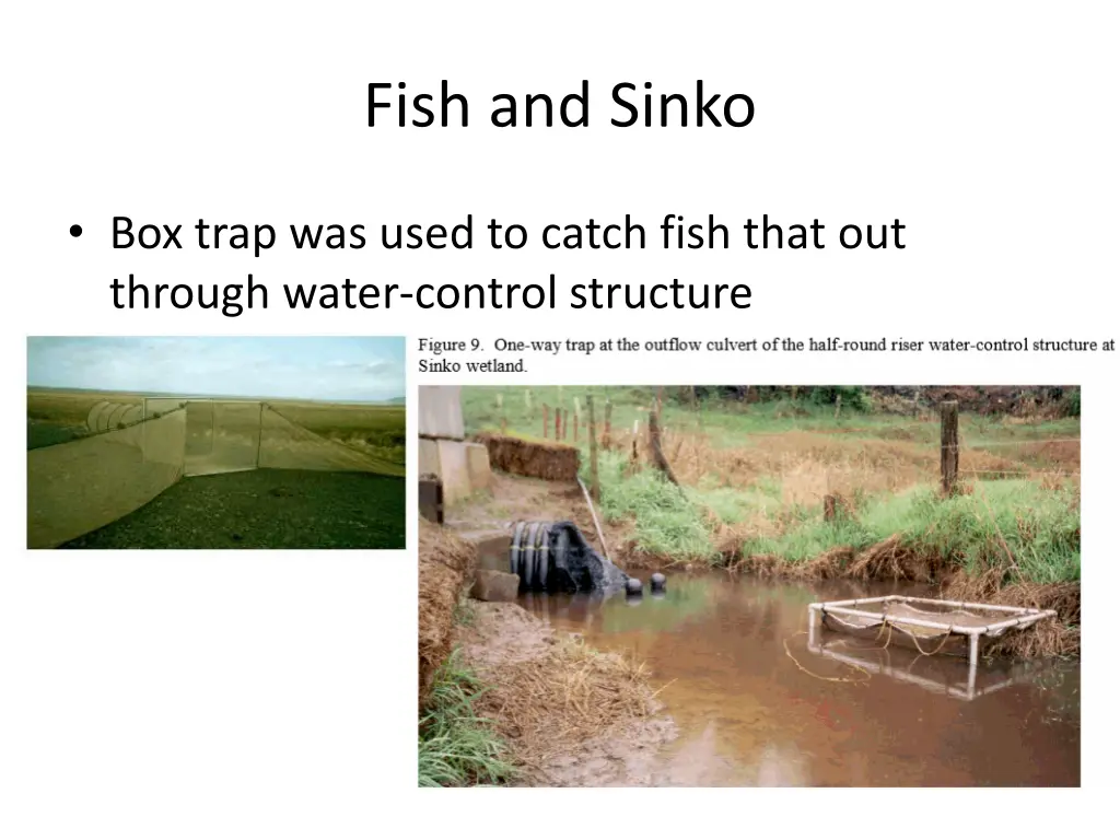 fish and sinko