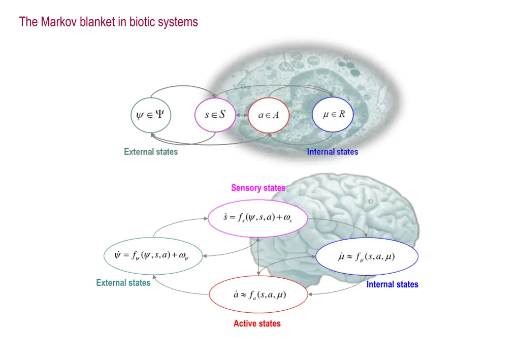 the markov blanket in biotic systems