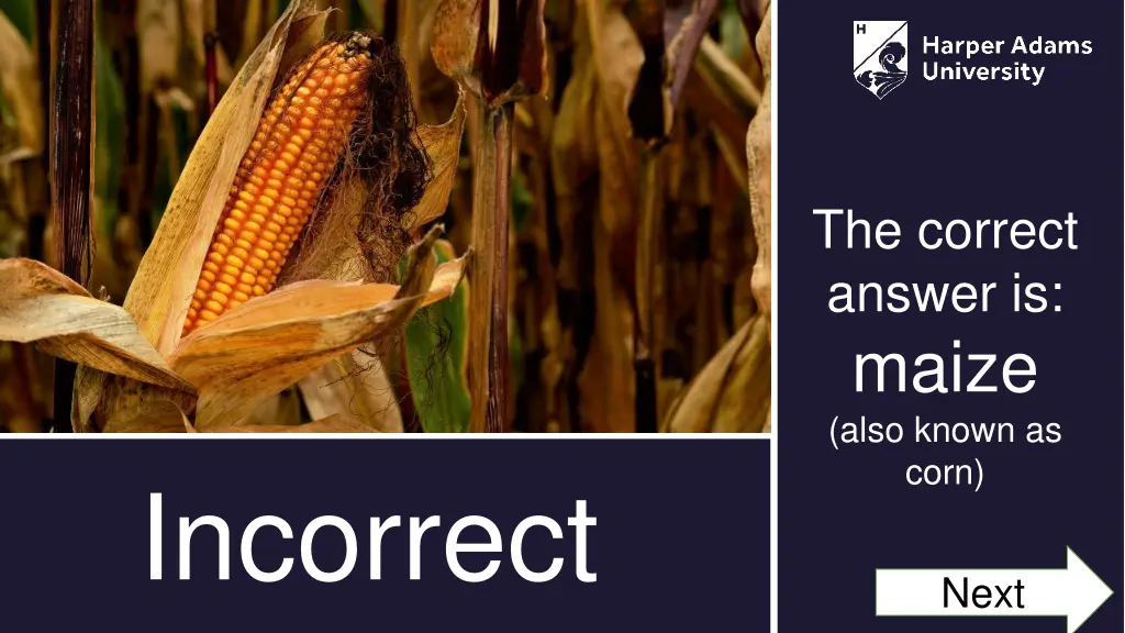 the correct answer is maize also known as corn