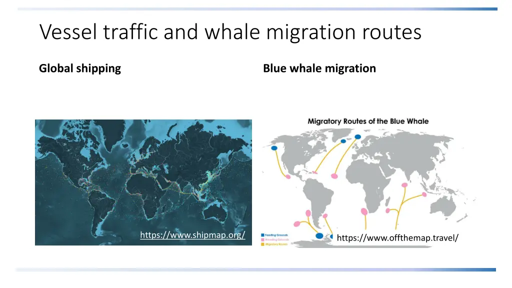 vessel traffic and whale migration routes