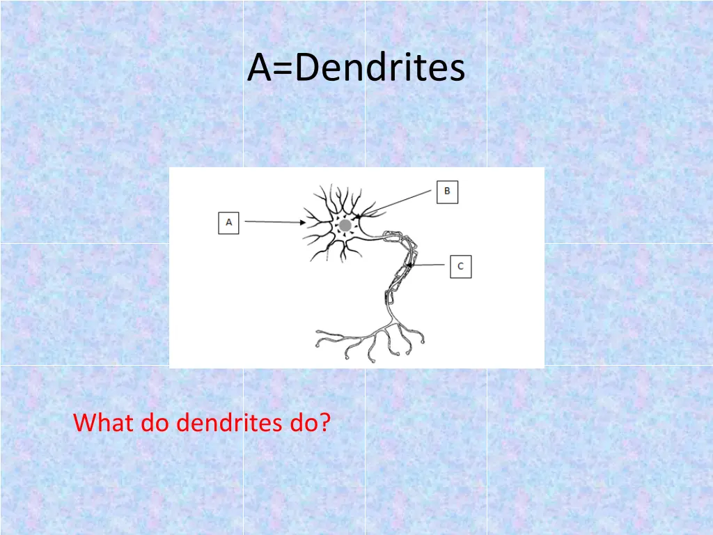 a dendrites 1