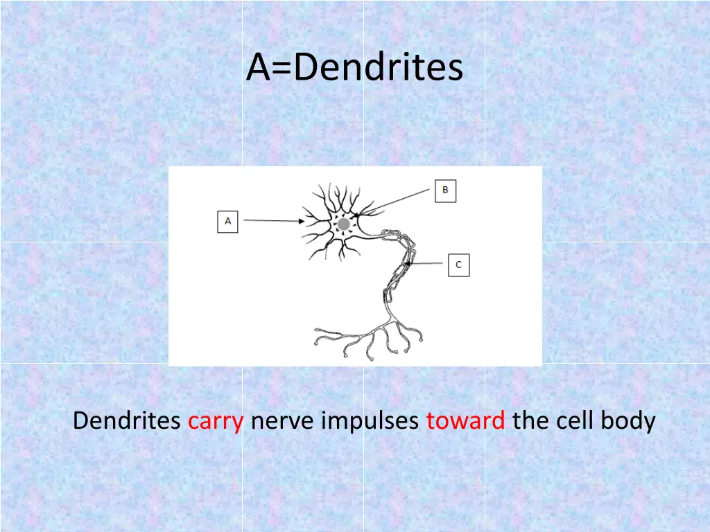 a dendrites 2