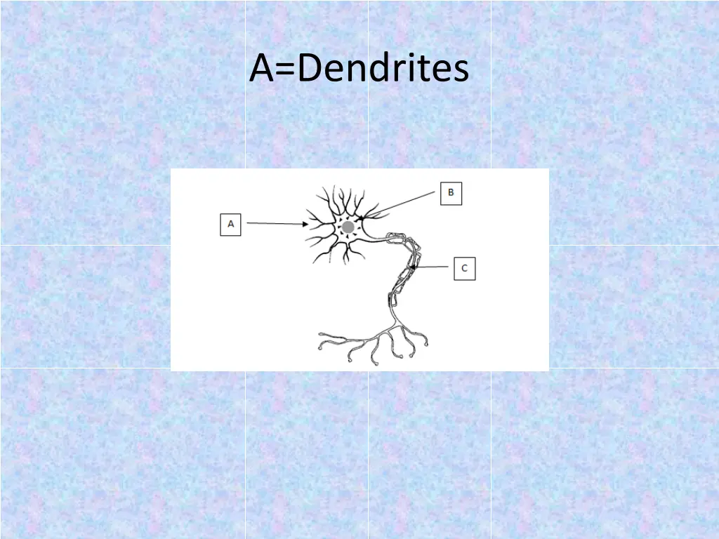 a dendrites