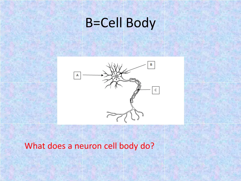 b cell body 1