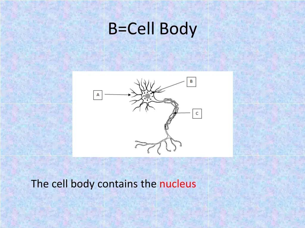 b cell body 2