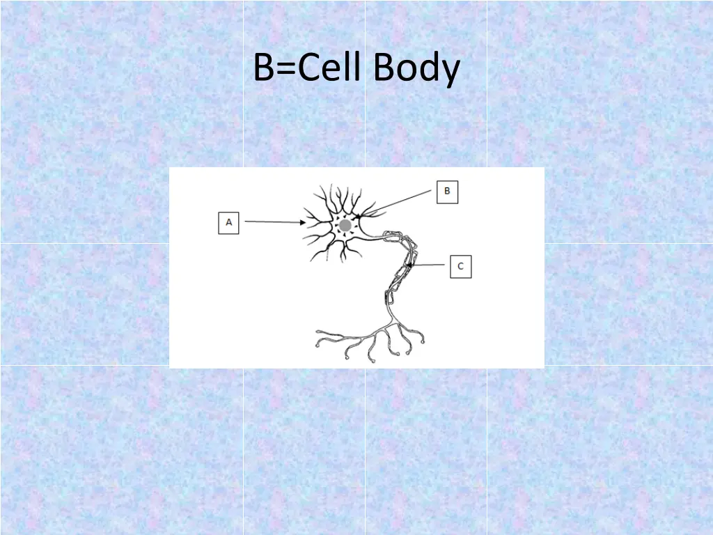 b cell body