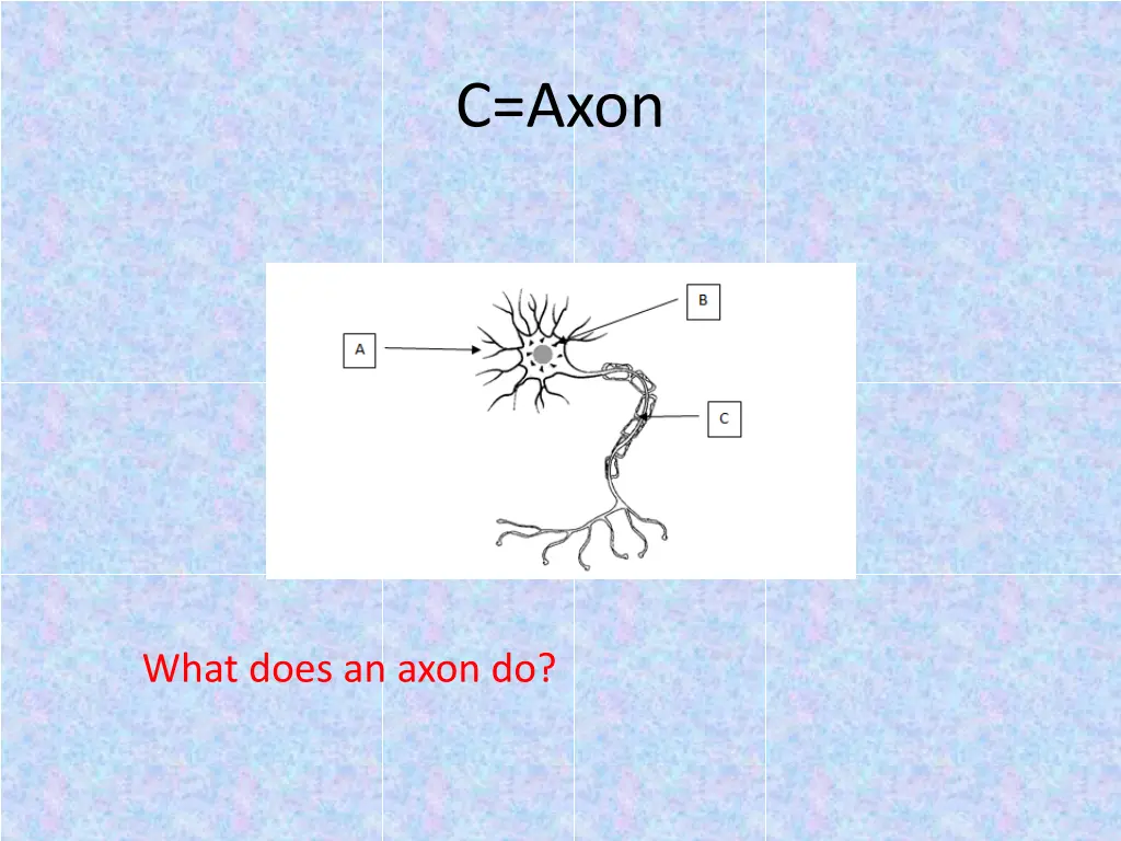 c axon 1