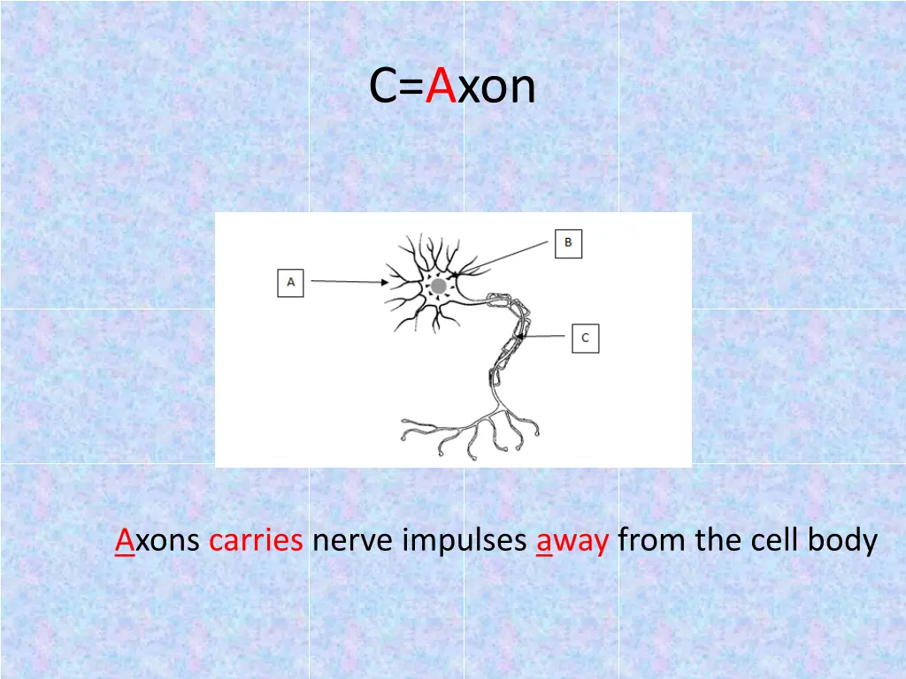 c axon 2