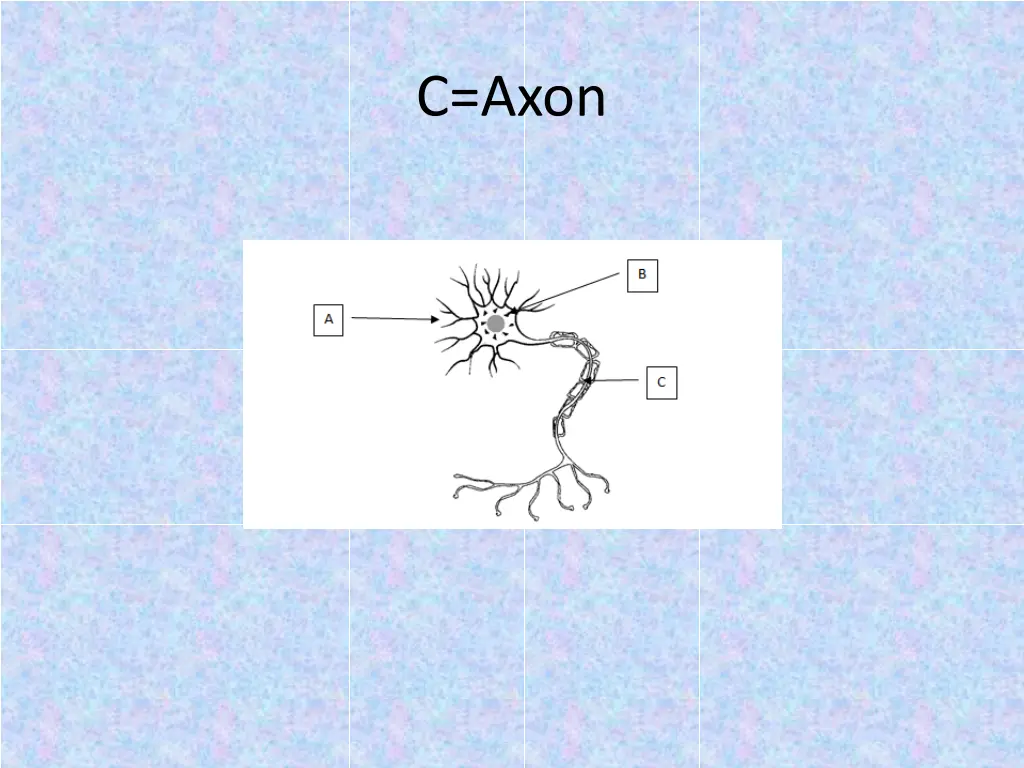 c axon