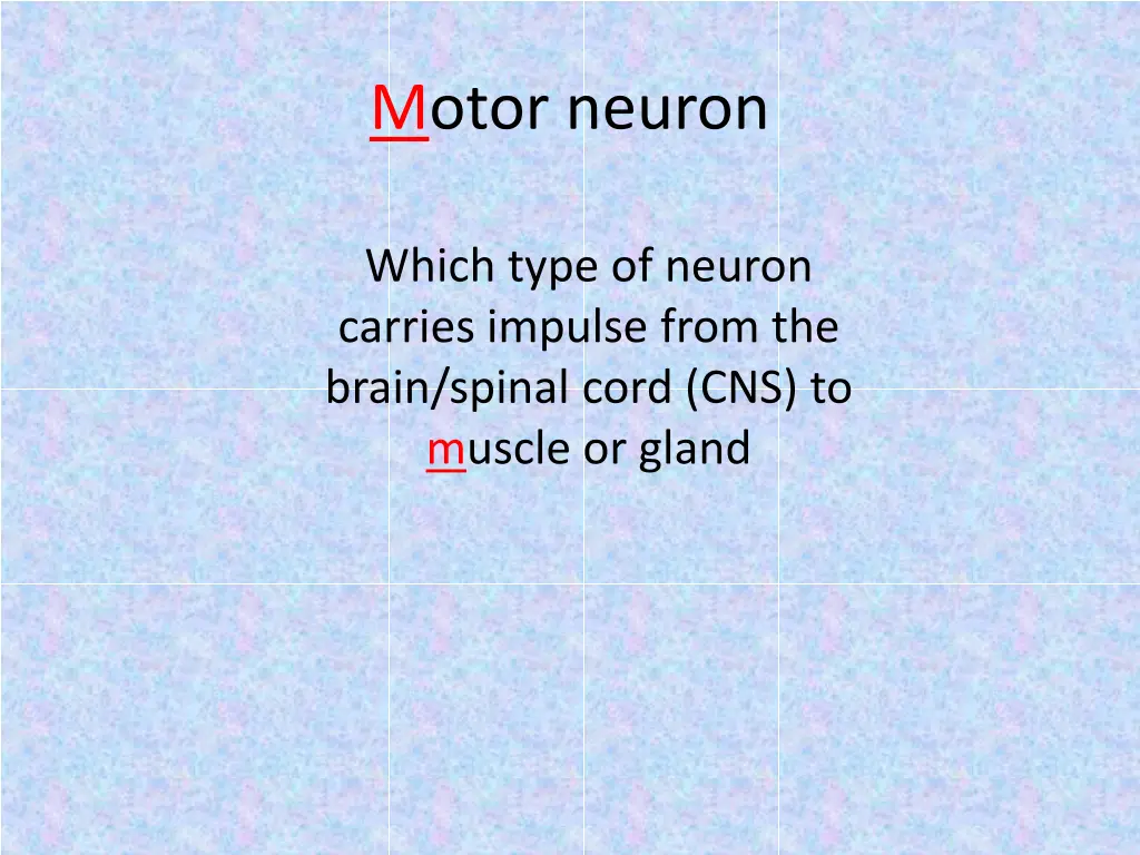 motor neuron