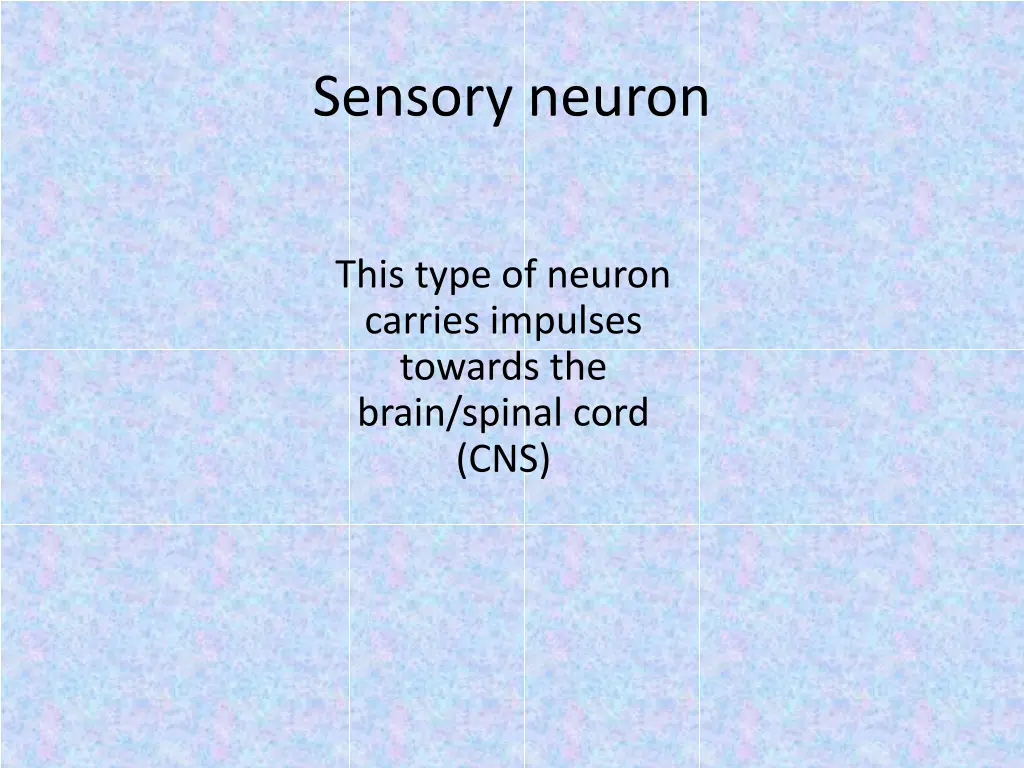 sensory neuron