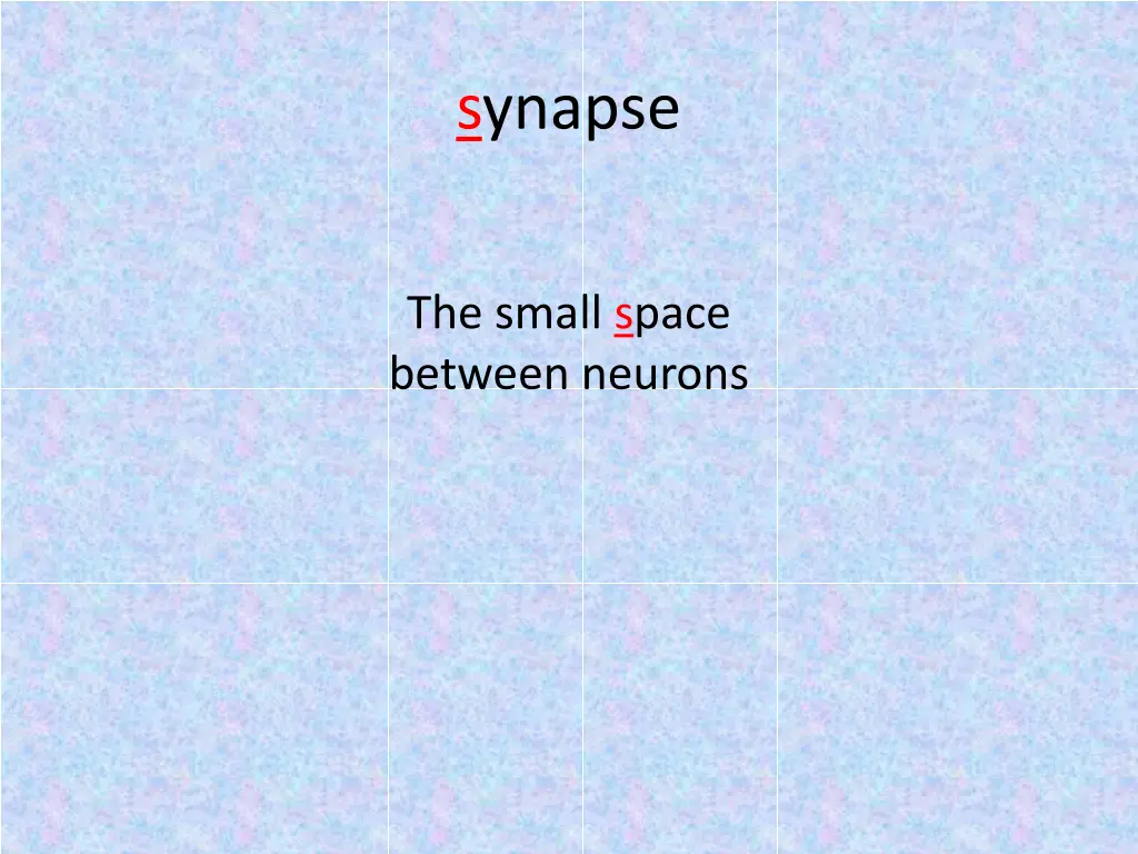 synapse