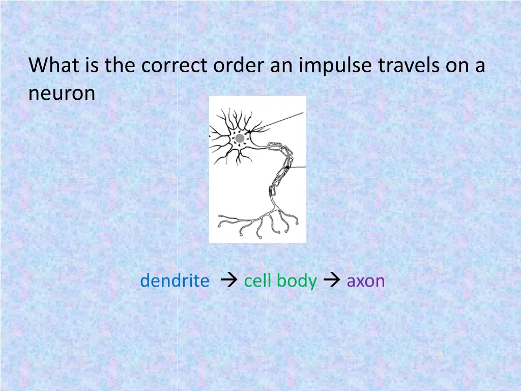 what is the correct order an impulse travels 1