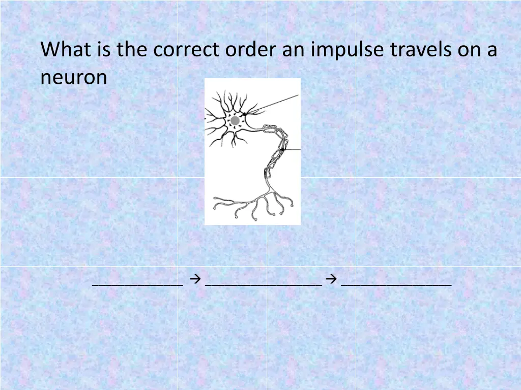 what is the correct order an impulse travels