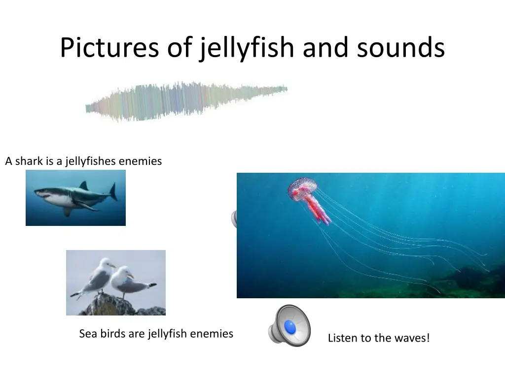 pictures of jellyfish and sounds