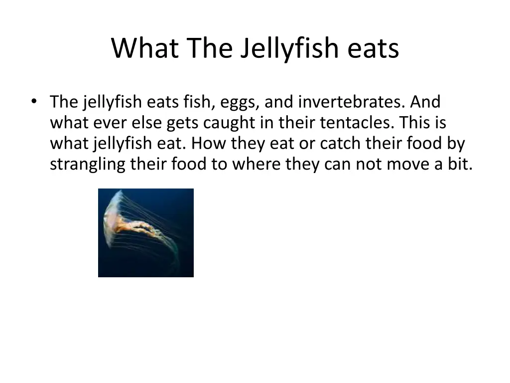 what the jellyfish eats