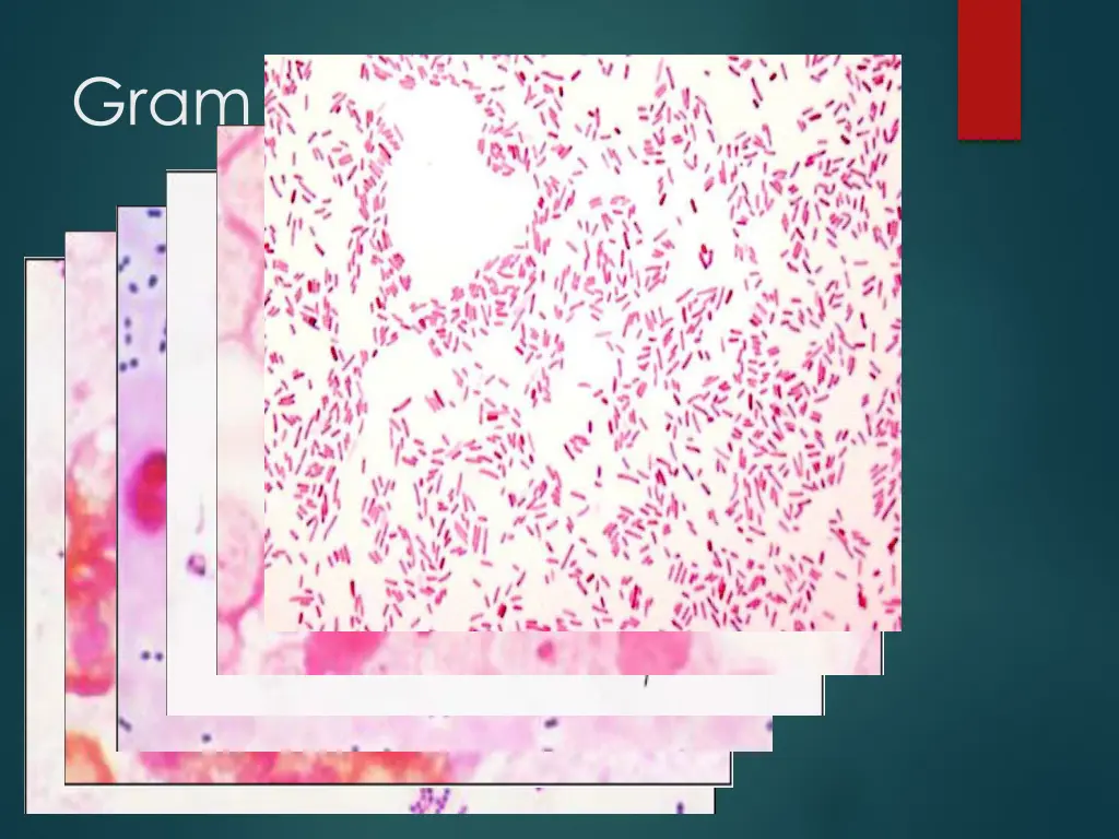 gram stains 16 1