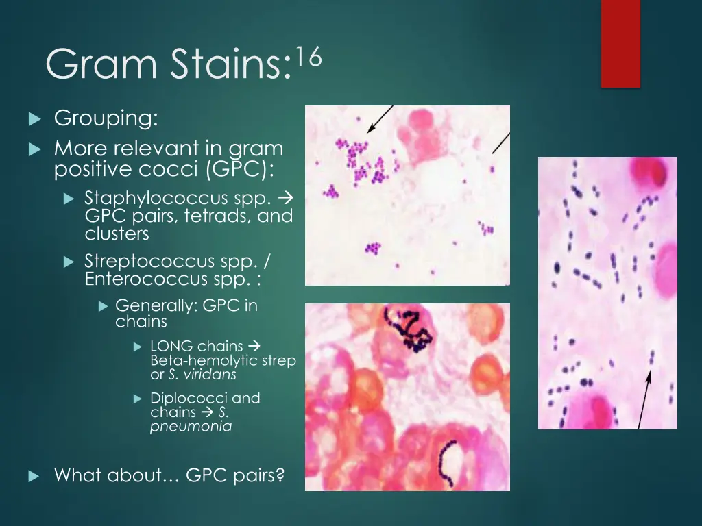 gram stains 16