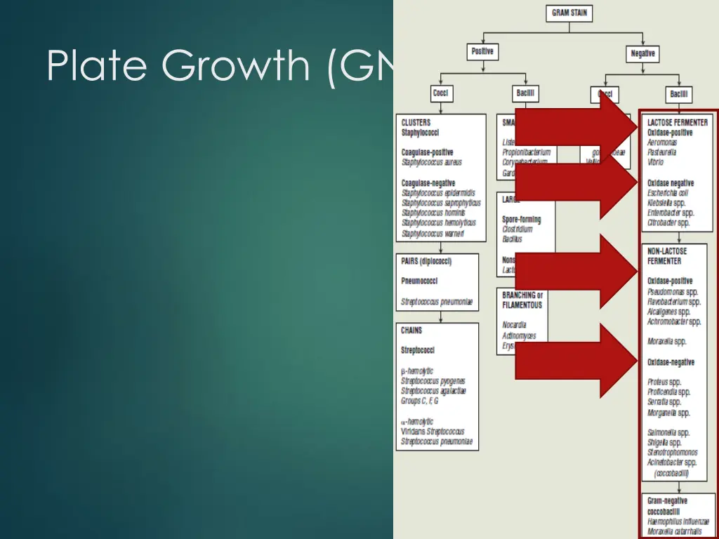 plate growth gnr 1