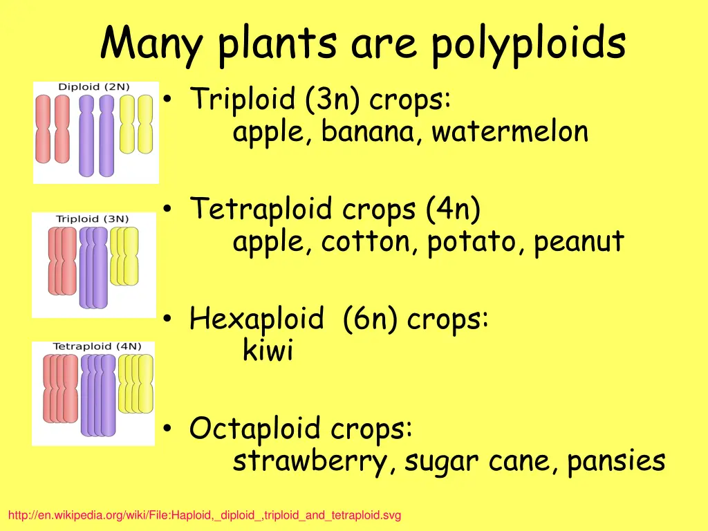 many plants are polyploids triploid 3n crops