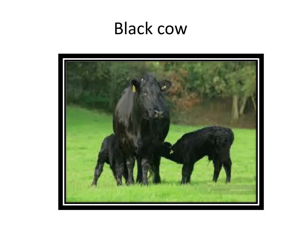 black cow 1