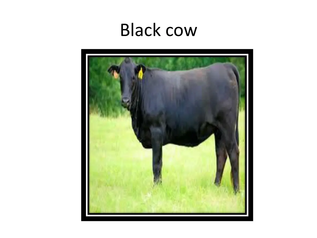 black cow