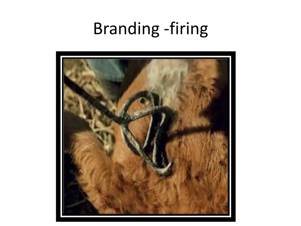 branding firing 1