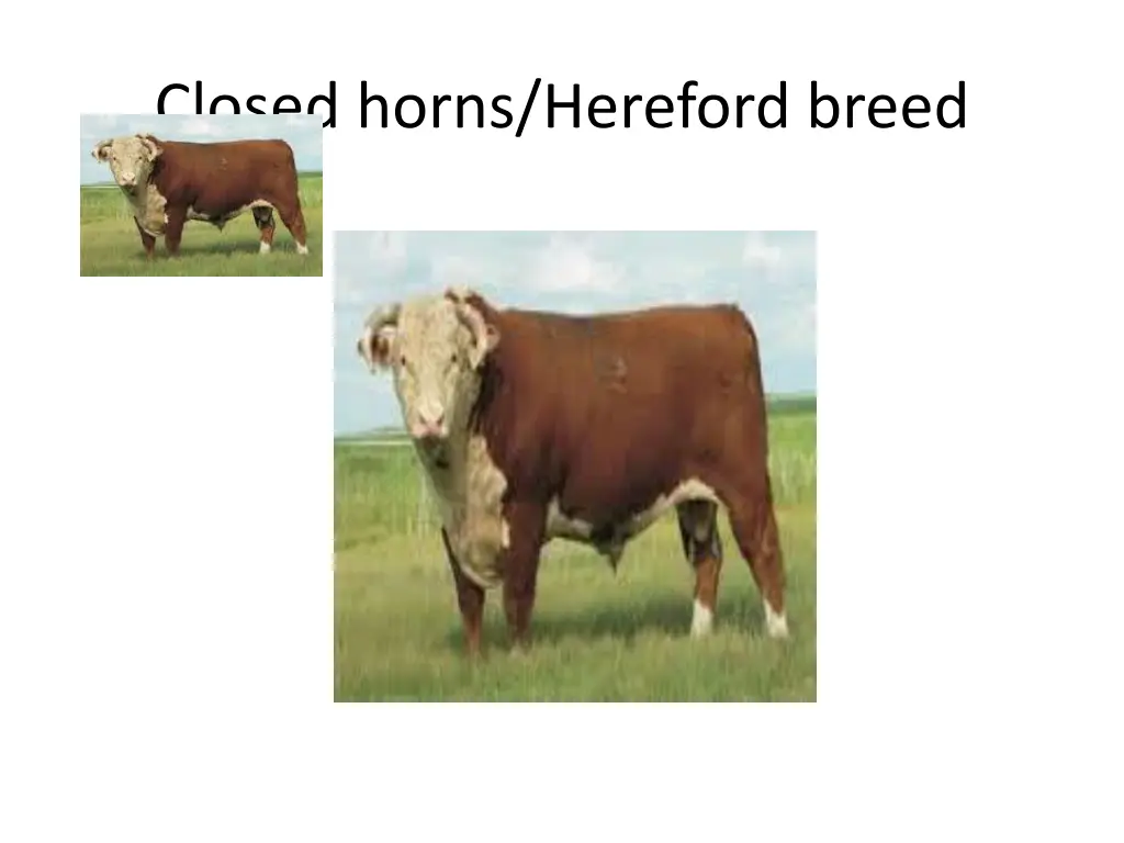 closed horns hereford breed 1