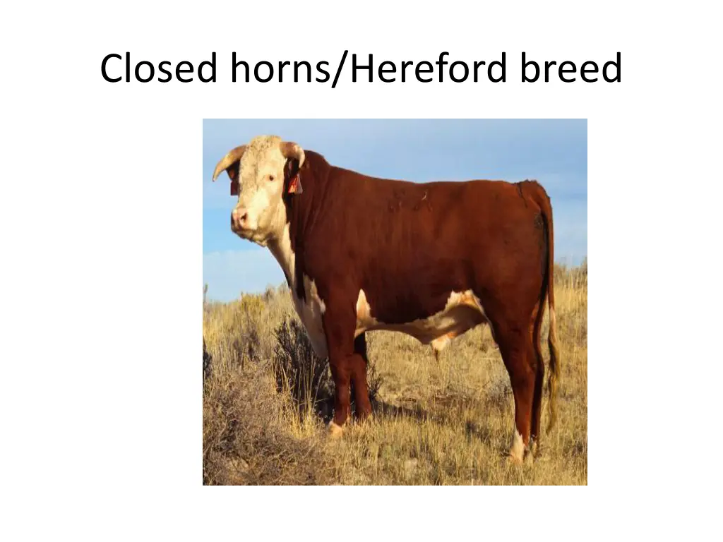 closed horns hereford breed