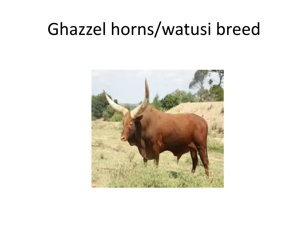 ghazzel horns watusi breed 1