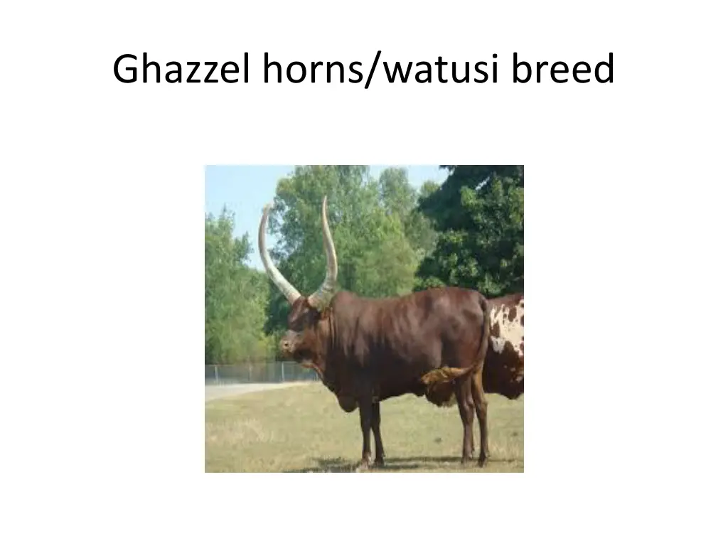 ghazzel horns watusi breed