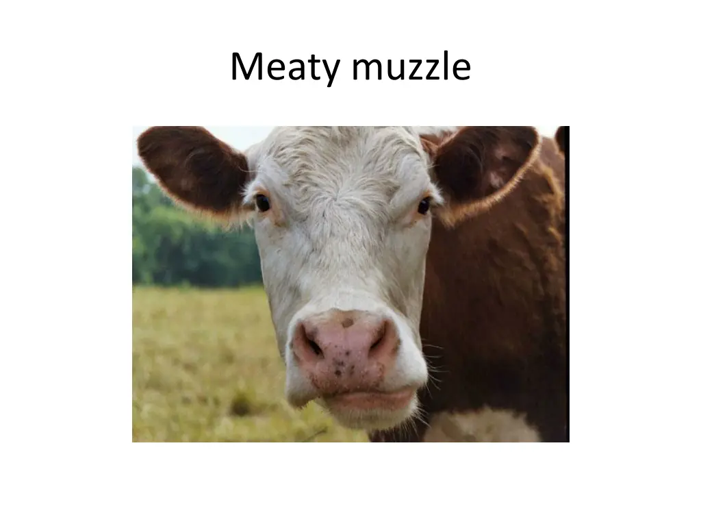 meaty muzzle