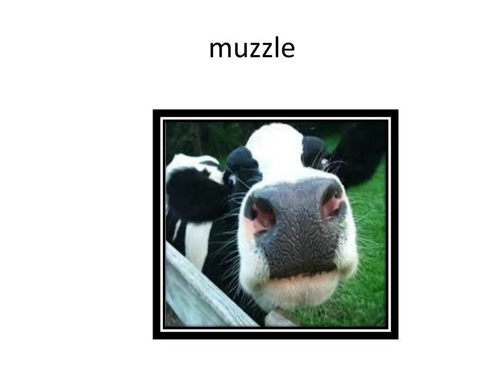 muzzle