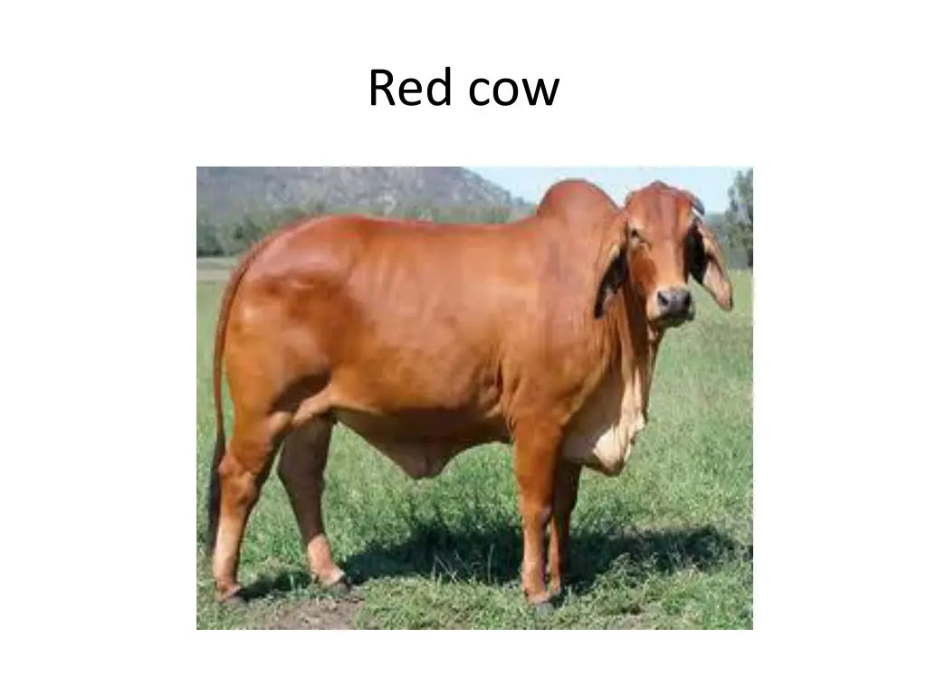 red cow 1