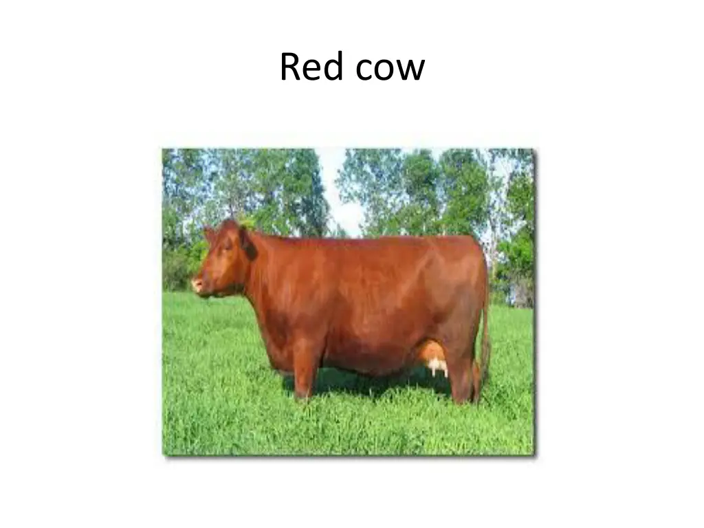 red cow