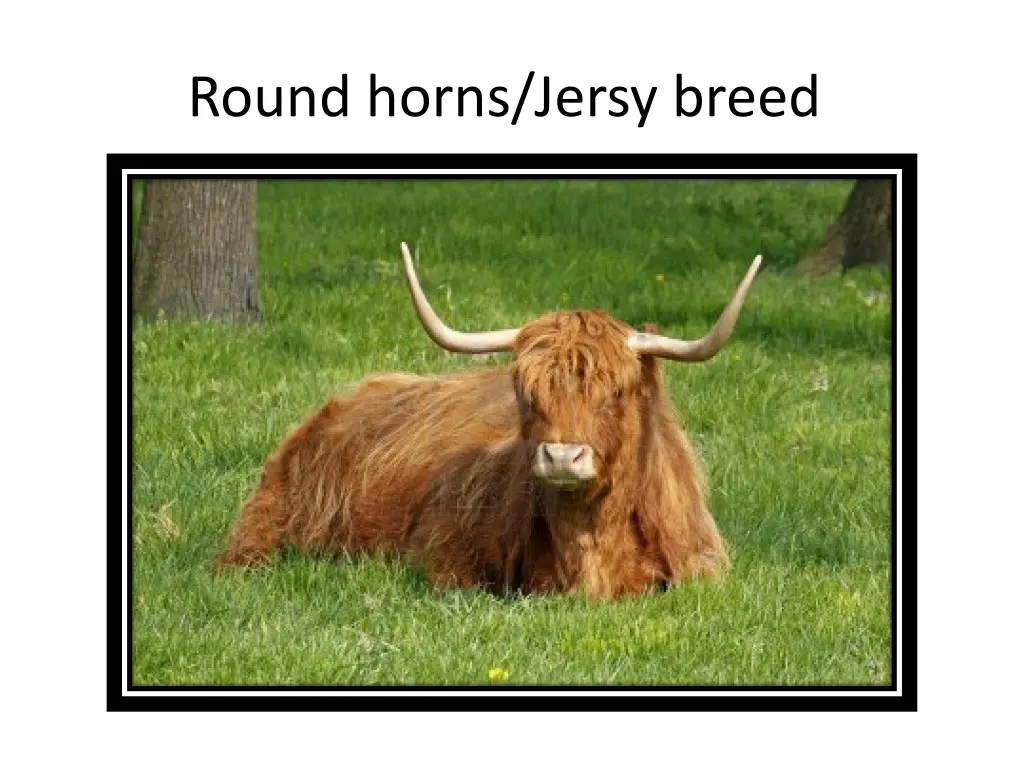 round horns jersy breed