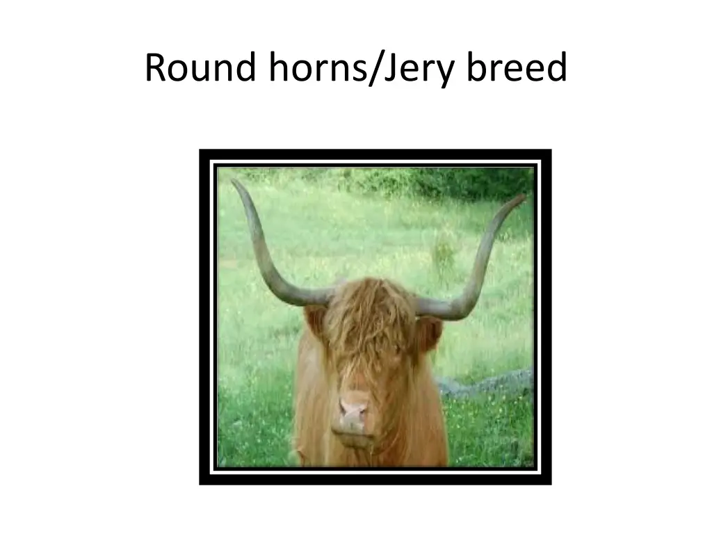 round horns jery breed