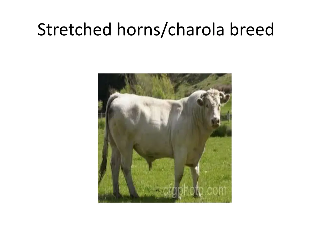 stretched horns charola breed 1