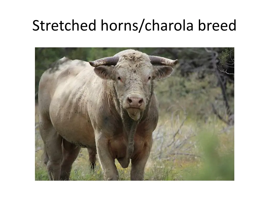 stretched horns charola breed