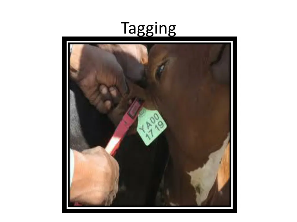 tagging