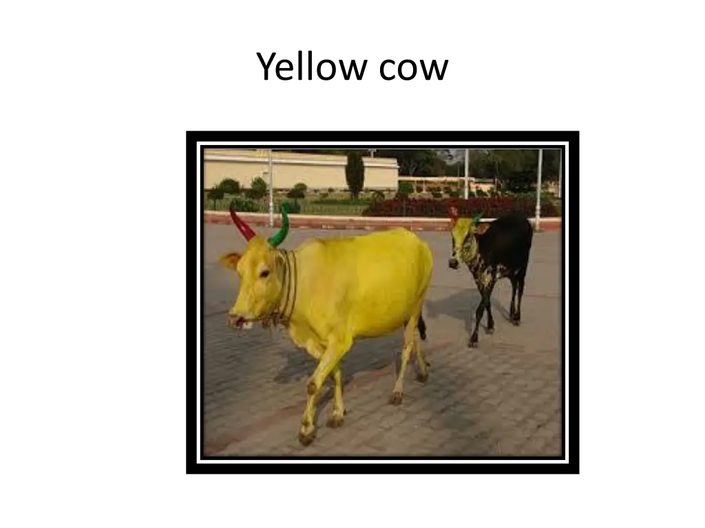 yellow cow 1