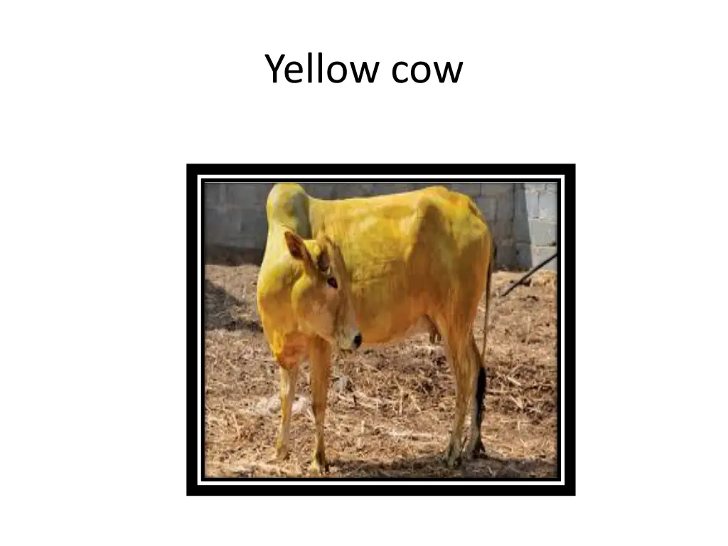 yellow cow