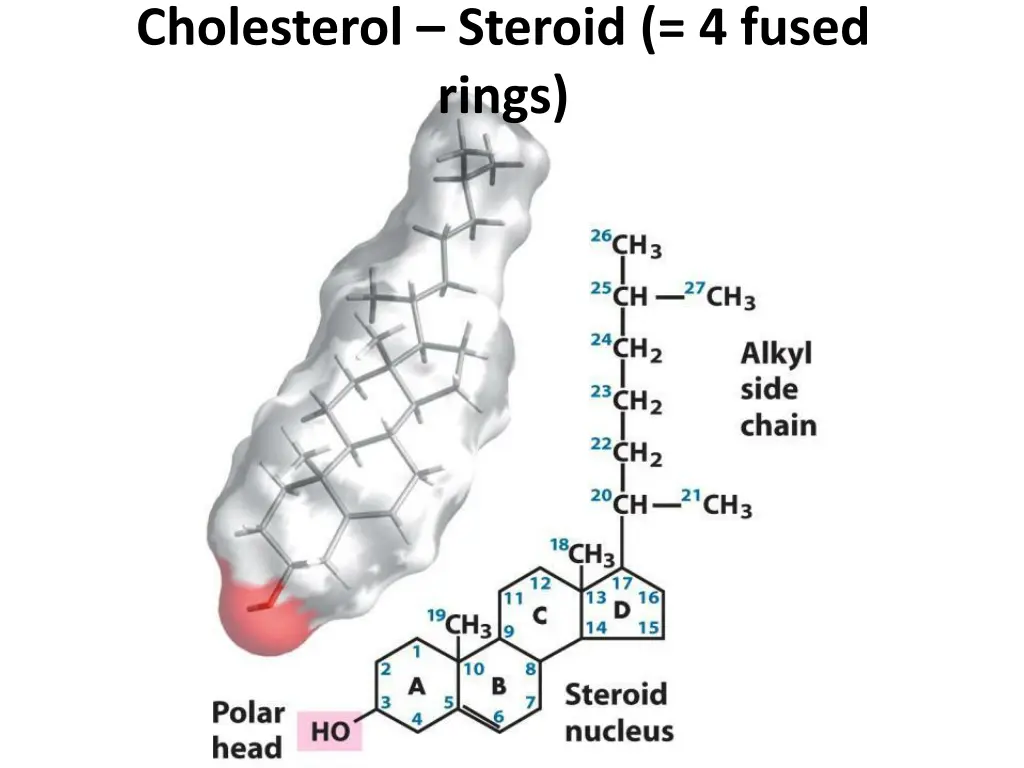 cholesterol steroid 4 fused rings