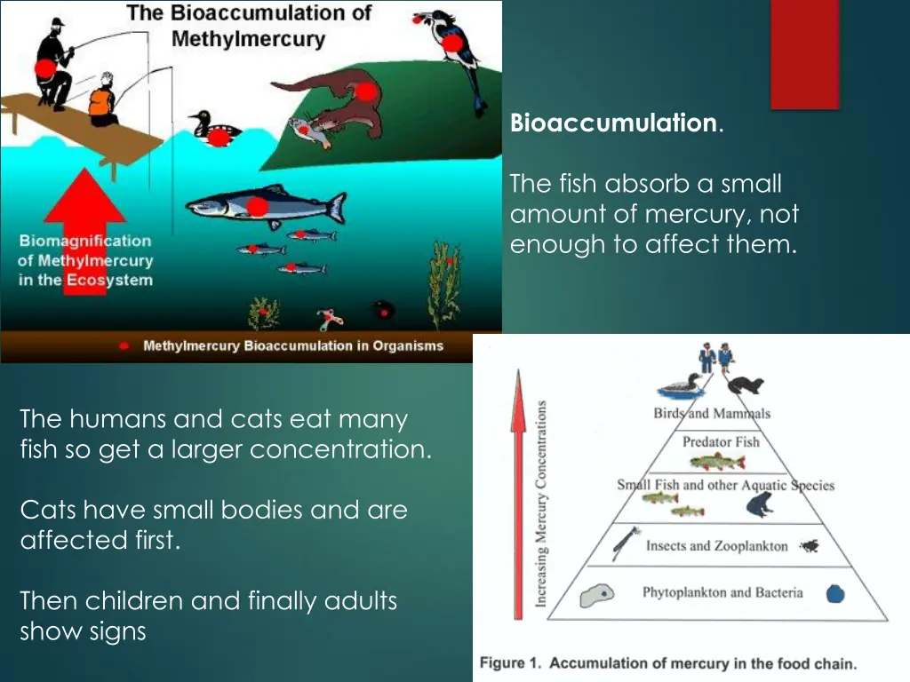 bioaccumulation of methylmercury