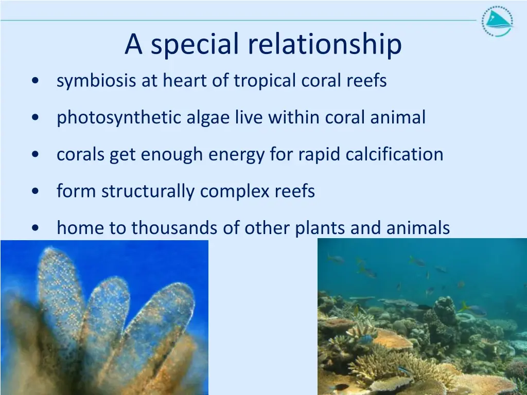 a special relationship symbiosis at heart